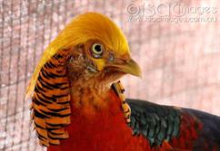 Golden Pheasant-2